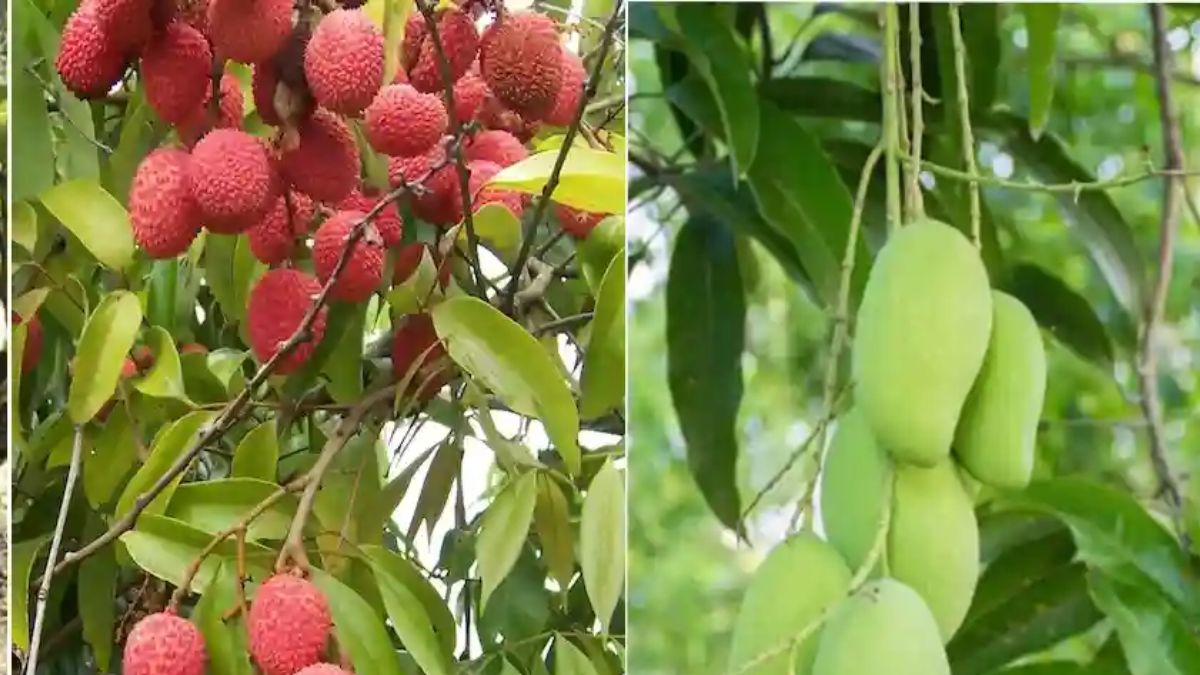 bihar government subsidy for pesticide spraying on mango litchi