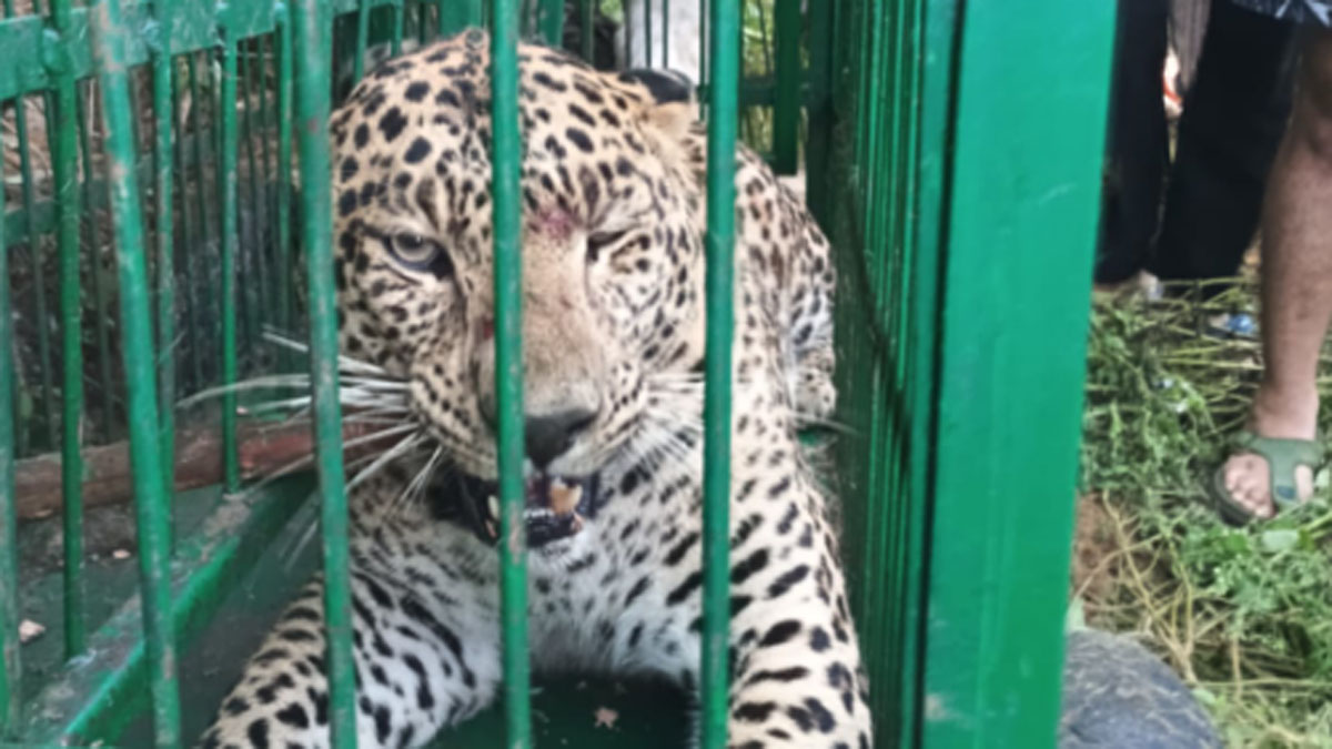 leopard attack school timings changed due to leopard scare in uttarakhand