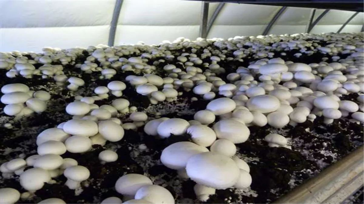 bihar leads in mushroom farming in india with 11 percentage market share