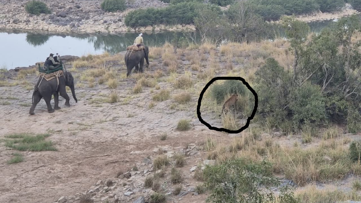 panna tiger reserve ministers tiger darshan