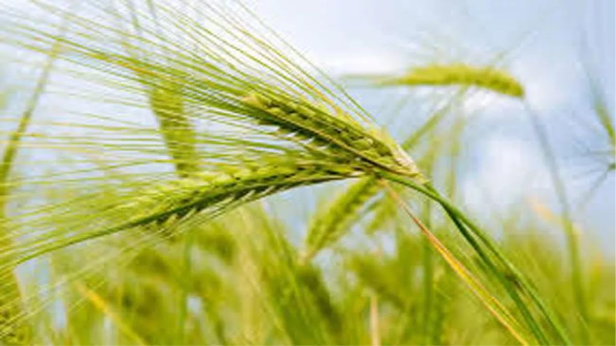 wheat production to decrease in up
