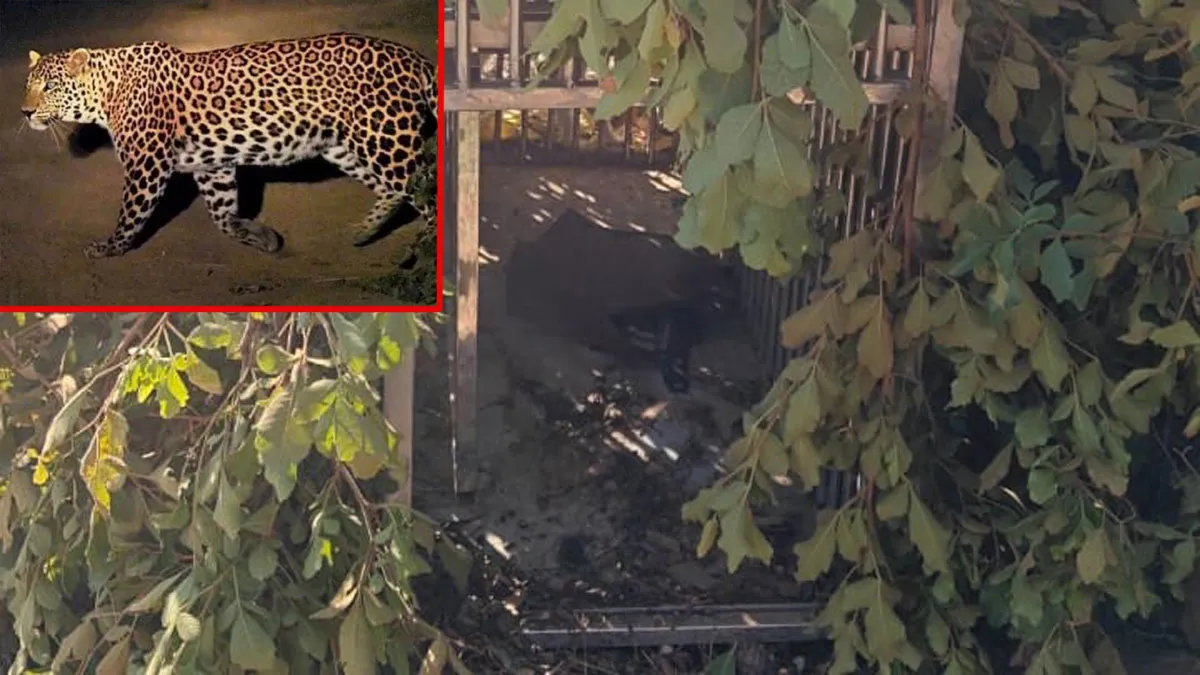 Uttarakhand: पिंजरे ने दिया धोखा, अंदर रखे कुत्ते को खाकर भाग निकला गुलदार; स्कूलों में छुट्टी