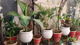 Air Purifier: ये पौधे प्रदूषण को दूर कर हवा साफ करते हैं।