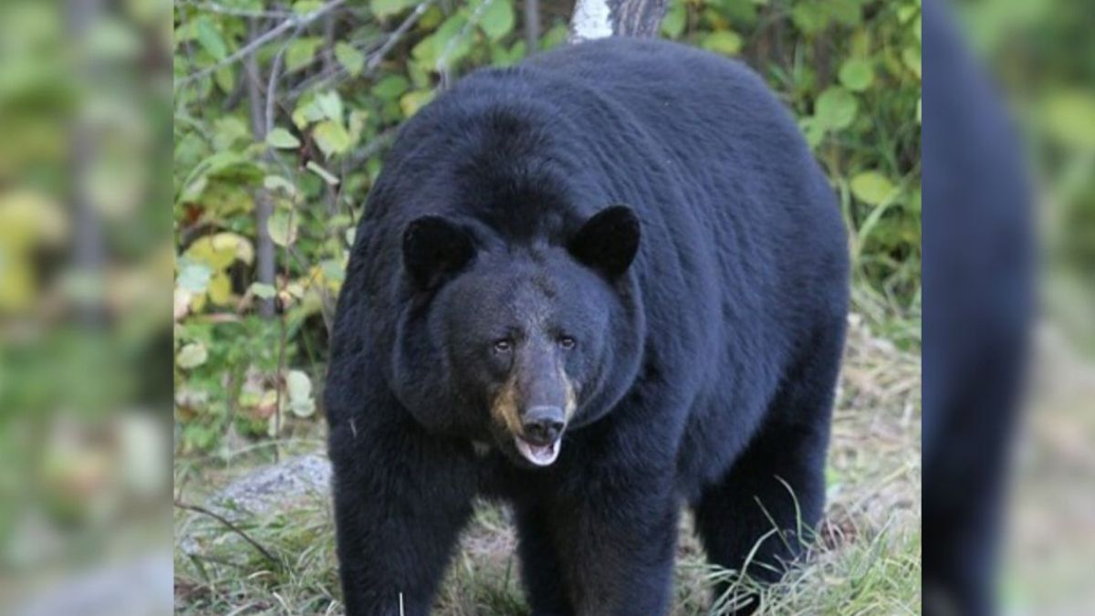 bear broke kitchen door and ate food in tali village