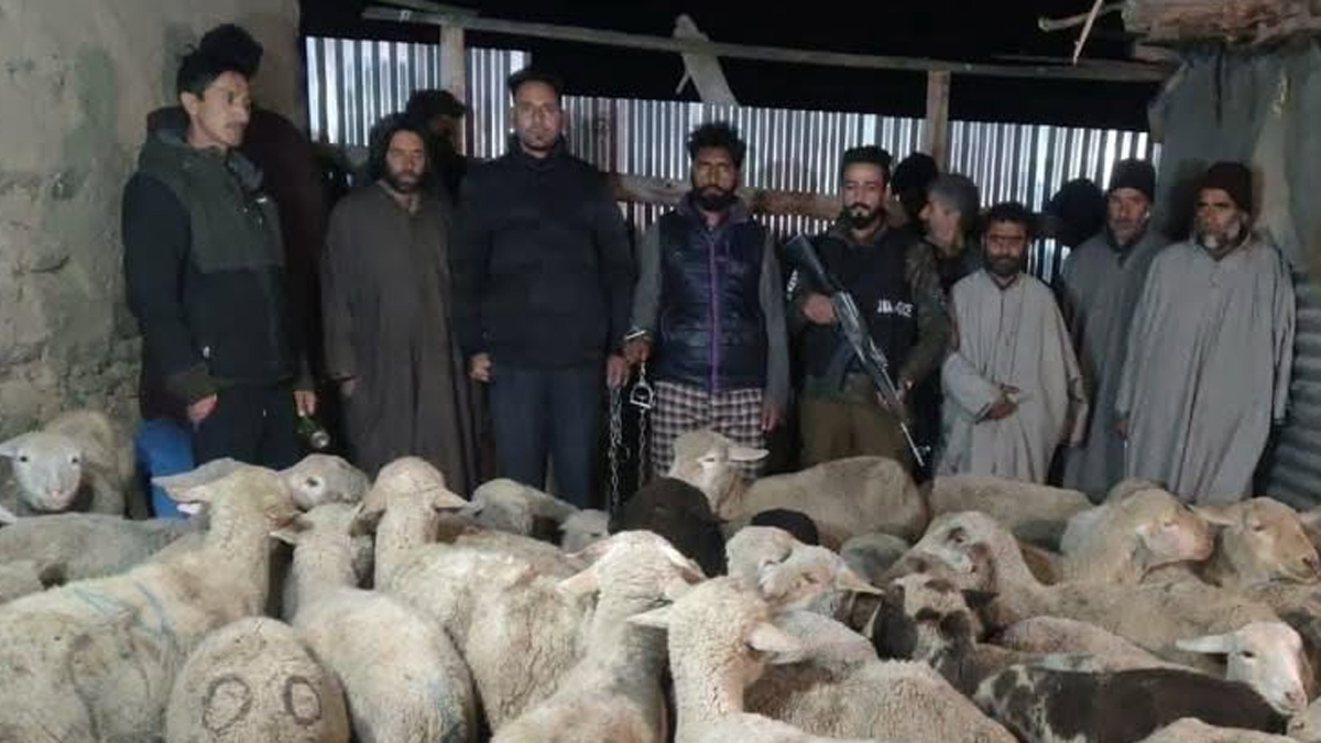 pulwama police recover stolen sheep