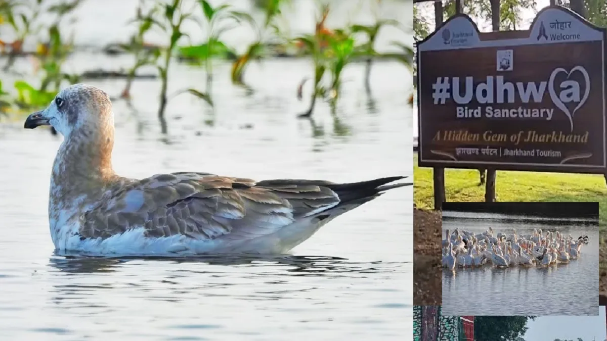 Udhwa Bird Sanctuary: दशक बाद लौटा अद्भुत परिंदा, पक्षी प्रेमियों में जश्न जैसा माहौल