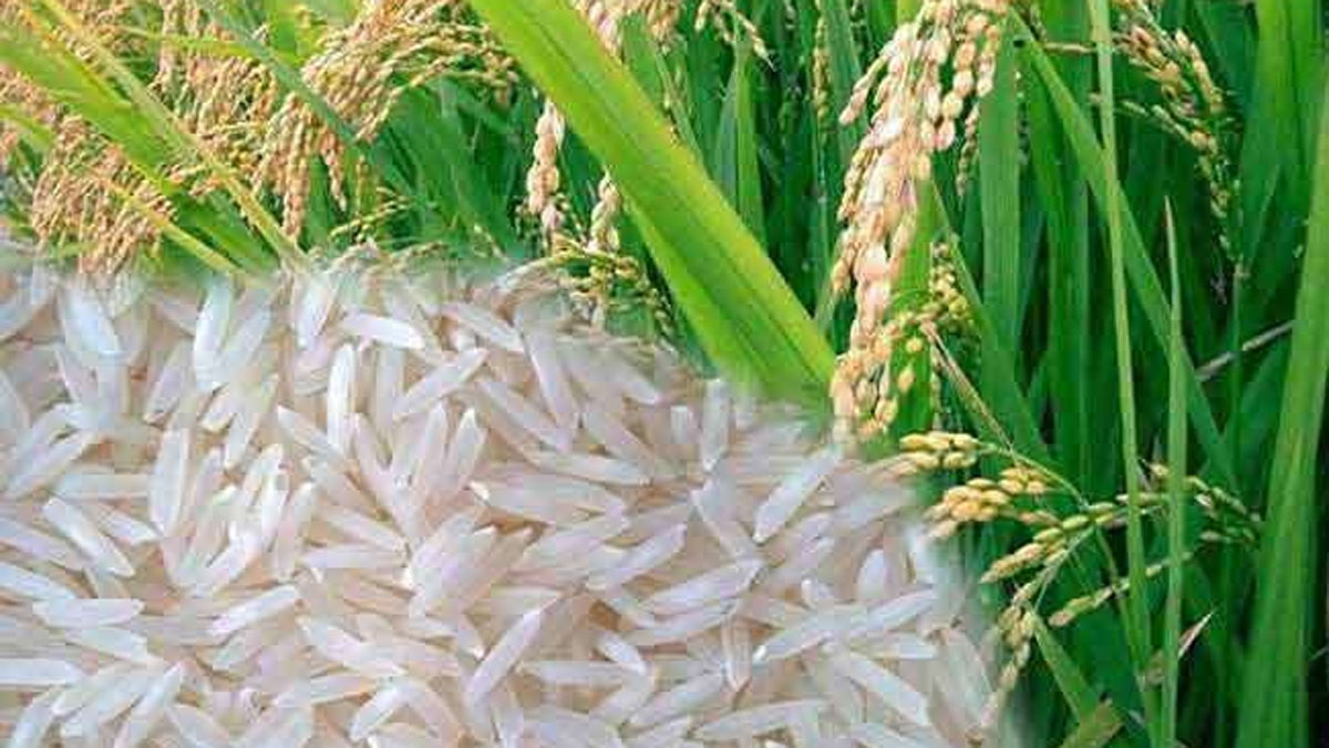 doon basmati returns from the brink of extinction
