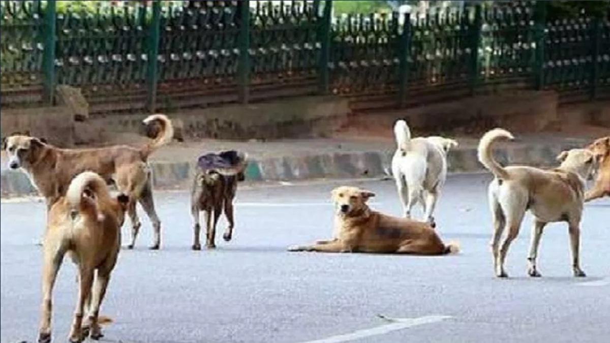 along with teaching school teachers will also keep an eye on stray dogs