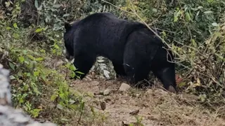 विकासखंड के थार्ती बडमा गांव में लोहे की तार वाली बाड़ में फंस भालू।