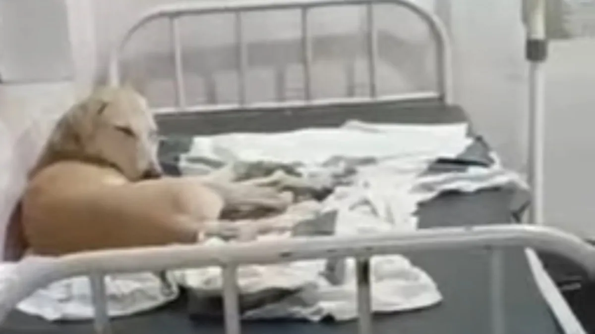 West Champaran News: अस्पताल में बेड पर सोया कुत्ता, वीडियो वायरल होने पर हॉस्पिटल मैनेजमेंट में हड़कंप
