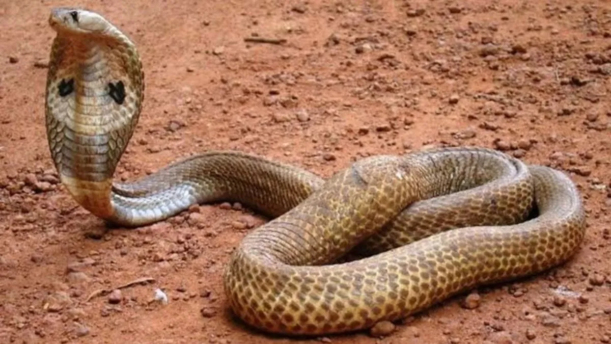 उज्जैन: महाकाल की नगरी में होगा नागों का संरक्षण, बनेगी देश की पहली सर्पमित्र सिटी
