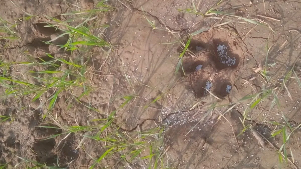 लखीमपुर खीरी में गेहूं के खेत में बाघ के पग चिह्न दिखे, ग्रामीणों में दहशत