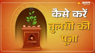 Tulsi Pujan Diwas 2025: तुलसी पूजन के नियम।