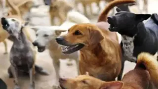 दस साल से नसबंदी प्रोग्राम नतीजे जीरो (फोटो: जागरण)