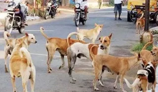 निकायों को हर महीने देनी होगी आवारा आतंक की रिपोर्ट (फाइल फोटो)