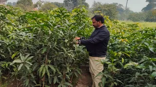 प्रयागराज के औद्यानिक प्रयोग एवं प्रशिक्षण केंद्र खुसरोबाग में तैयार की जा रही आम की नई प्रजाति। जागरण