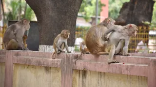 स्कूल की दीवार पर बैठे बंदर