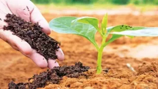 हिमाचल प्रदेश अब प्राकृतिक खेती के खुद बीज तैयार करेगा। प्रतीकात्मक फोटो