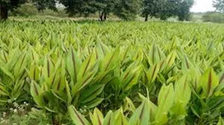 इलाज भी, कमाई भी: Aaush gram model से गांवों में इलाज के साथ आय का रास्ता, पूर्वी सिंहभूम के 12 गांव होंगे विकसित
