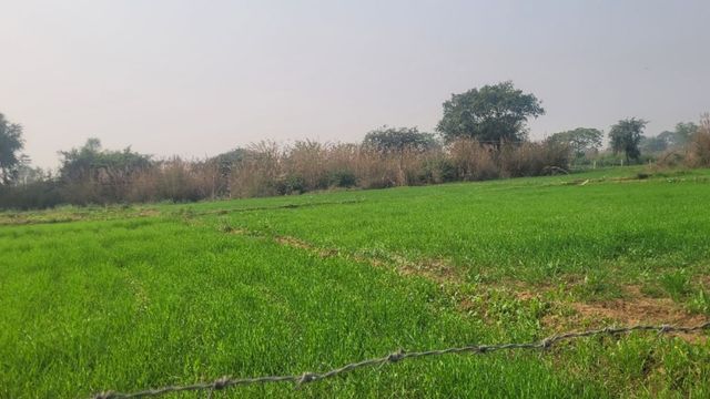 बालू खनन से सोन नदी के डिला वाले इलाके में सब्जी किसानों की खेती पर संकट, पलायन को हुए मजबूर
