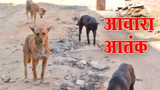 सड़क पर आवारा कुत्तों का झुंड