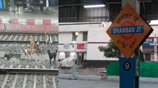 धनबाद रेलवे स्टेशन के प्लेटफार्म पर आवारा कुत्तों का लगा रहता जमावड़ा। (प्रतीकात्मक फोटो)