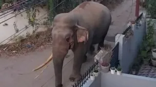 सांकेतिक तस्वीर।
