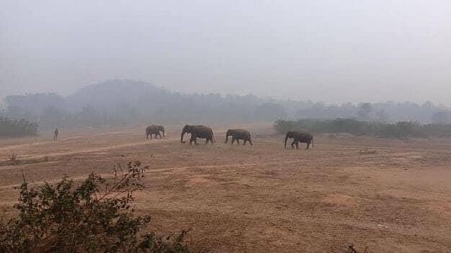 Ramgarh हाथियों ने फिर ली दो लोगों की जान, दहशत से स्कूलों में छुट्टी