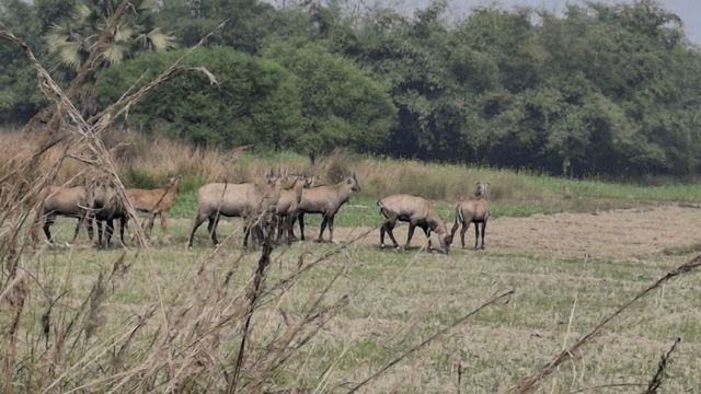 सारण में जंगली सुअर, नीलगाय और बंदरों का आतंक, गेहूं-आलू व दलहन फसलों पर संकट; किसानों ने की मुआवजे की मांग
