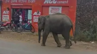 कटेबड की सड़क पर झुंड से बिछुड़ा हाथी। जागरण