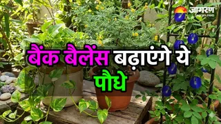 खुशहाली लाएंगे ये पौधे (Image Source: AI generated)