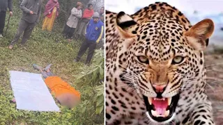 मंडी के बल्ह क्षेत्र में तेंदुए ने एक व्यक्ति को मार डाला।
