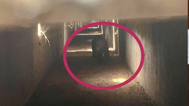 किठौर में निर्माणाधीन हाईवे के नाले में दिखा तेंदुआ, 5 घंटे की मशक्कत के बाद भी वन विभाग को नहीं मिला सुराग
