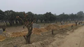 दिन के उजाले में कट गए उद्यान विभाग के 100 पेड़, अब लीपापोती का खेल