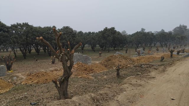 Godda News: दिन के उजाले में कट गए उद्यान विभाग के 100 पेड़, अब लीपापोती का खेल
