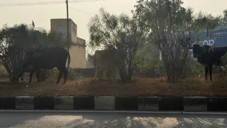 NH-33 के डिवाइडर पर बैरिकेडिंग नहीं होने से बढ़ रहा हादसों का खतरा