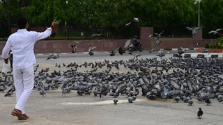 राजघाट के समीप रिंग रोड के किनारे कबू्तरों को दाना देता युवक। जागरण आर्काइव