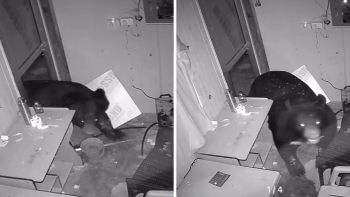 केदारनाथ धाम के लिनचोली में भालू का आतंक, दुकान का दरवाजा तोड़कर घुसा अंदर; वीडियो हो रहा वायरल