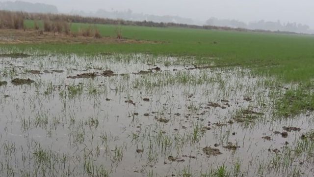 नहर ओवर फ्लो होने से 3 एकड़ फसल डूबी, नाराज किसानों ने किया प्रदर्शन
