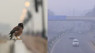 धुंध की मोटी चादर में घिरा दिल्ली-एनसीआर। फोटो सौजन्य-ANI