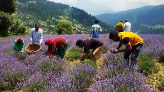 भद्रवाह में लैवेंडर की खेती से 'बैंगनी क्रांति'