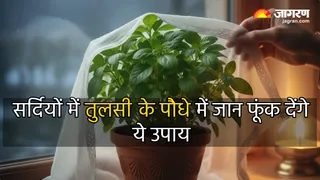 तुलसी के पौधे को कैसे रखें हरा-भरा? (Image Source: AI-Generated)