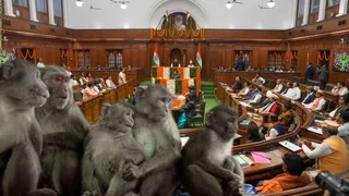 दिल्ली विधानसभा में बंदरों को भगाने के लिए अब लंगूर की आवाज निकालने वाले होंगे तैनात। विधानसभा और बंदर की प्रतीकात्मक तस्वीर