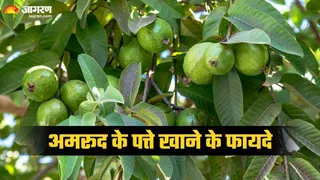 रोज सुबह अमरूद के पत्ते खाने से दूर होती हैं ये समस्याएं (Picture Credit - Canva)
