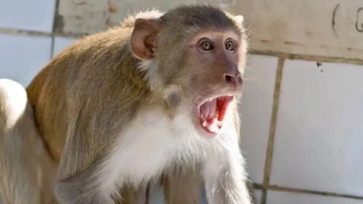 उन्नाव में बंदरों के दौड़ाने पर छत से गिरी पांच साल की बच्ची, गंभीर रूप से घायल
