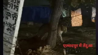 एत्मादपुर क्षेत्र में सीसीटीवी फुटेज में दिखता तेंदुआ।