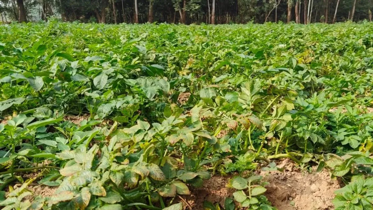 आलू की फसल पर बढ़ा झुलसा का खतरा, मौसम की मार देख किसानों ने किया उपचार शुरू
