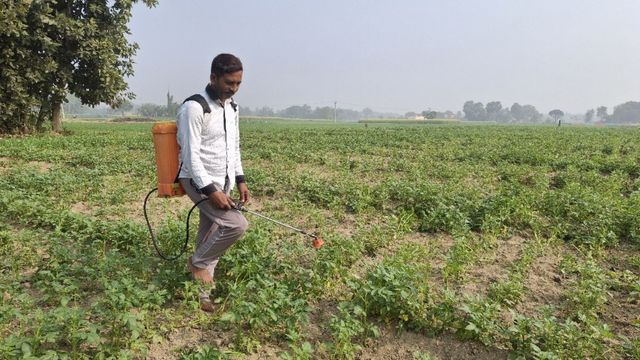 शीतलहर और कोहरे से आलू की फसल पर मंडराया झुलसा रोग का खतरा, किसानों को सतर्क रहने की सलाह
