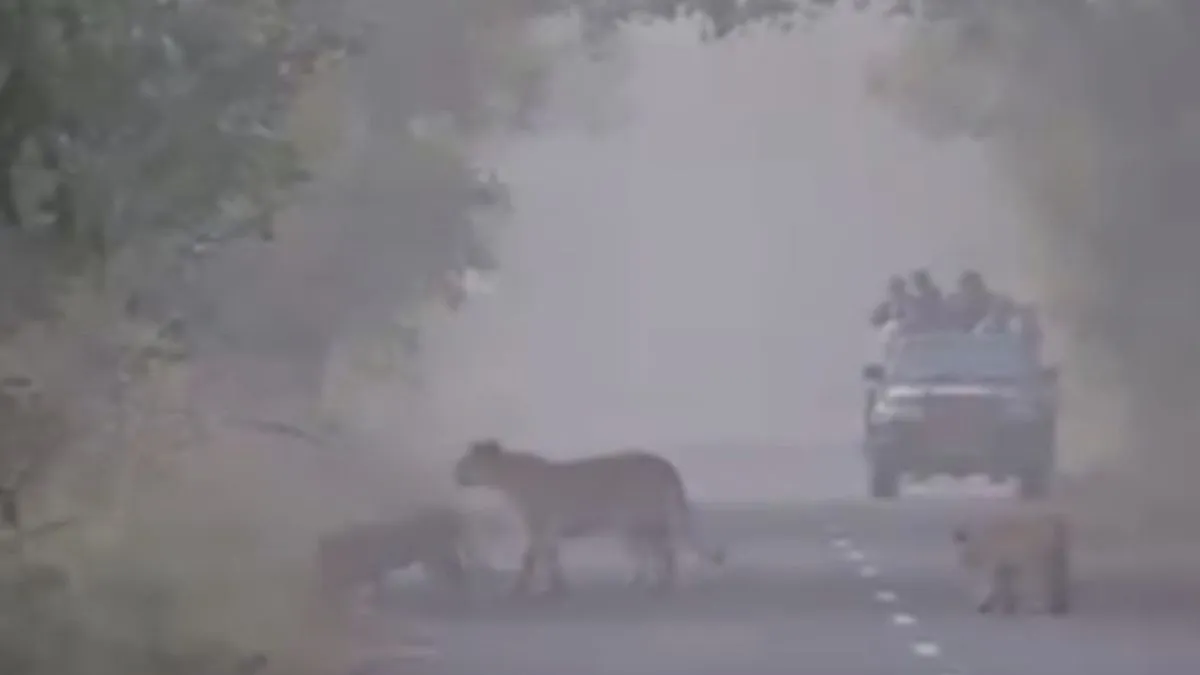 पीलीभीत टाइगर रिजर्व: घने कोहरे और सर्द हवाओं के बीच पर्यटकों का उत्साह, बाघिन और शावकों ने पर्यटकों को किया मंत्रमुग्ध