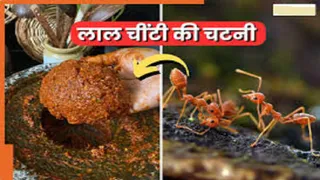 फाइल फोटो।